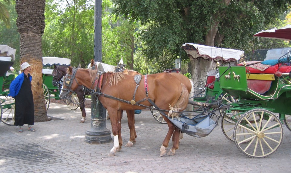 Les meilleures façons de se balader à Marrakech